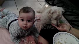 Dog and Baby Eat Rice Together -- SO CUTE/FUNNY