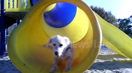 This Dog Likes the Playground Slide Just as Much as Any Kid!