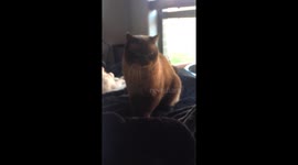 My cat Neo, like a real life mini teddy bear!