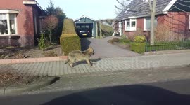 Wolf on the loose in Dutch city