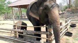 Adopted baby elephant breast feeds