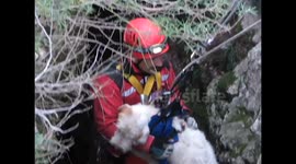 Dog rescued after 30m drop in French woods