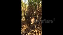 Hot air balloon landing in a sugar cane field in Egypt