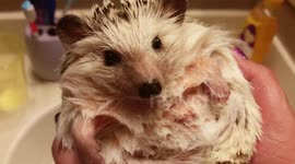 Adorable hedgehog bathtime