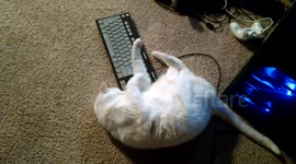 Tragic Love Story of a Cat Who Can't Decide Between a Mouse and a Keyboard
