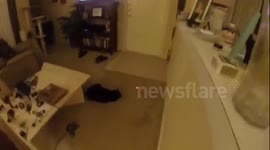 Cat chasing laser fail
