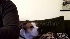 Dog dislikes Playstation 3 sound effects