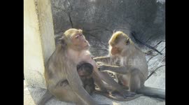 Playful Macaque Family in PKK, Thailand -- Breasfeeding!! Prachuap Khiri Khan