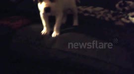 Puppy learning to jump from couch.