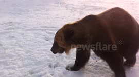 Huge circus bear frolicks in snow in Mallorca, Spain