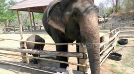 Adopted baby elephant  breast feeding