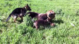 Dogs attack Bear. Vaya fauna