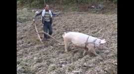 Pig ploughs a field in China