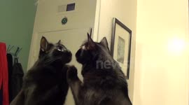 Cat Kissing Own Reflection!