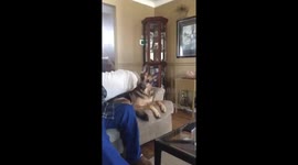 German shepherd excited by the sound of coffee
