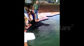 Cow rescued from a swimming pool in Brazil