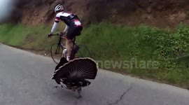 Wild turkey chases group of road cyclists up a hill in California