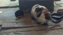 Clever raccoon steals cat's food