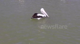 Pelican vs Fisherman
