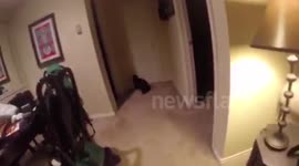 Cat smacks into wall while chasing laser