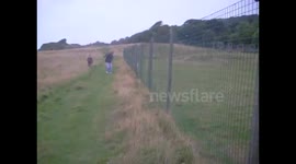 Crazy Goat attacked by Llama!