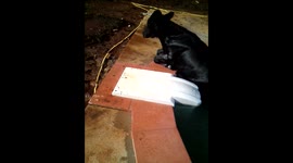 Resgate da VAQUINHA NA PISCINA ???... Boizinho
