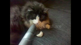 Vacuuming  the cat