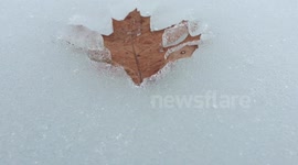 Leaf melted in ice creates really cool 3D illusion