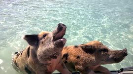 Swimming pigs demand food from tourists in the Bahamas