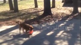 Dog struggles to fetch frisbee off tarmac