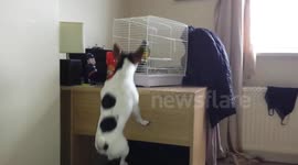 Dog tries to grab parrot's attention