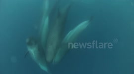 Pod of false killer whales swim under boat