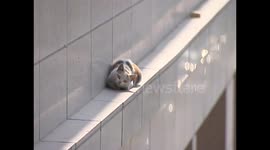 Cat survives two-storey leap from building ledge