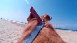 Shaggy The Dog at the Beach POV
