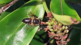 The toilet of the Bumblebee/La toilette du Bourdon