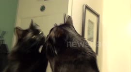Cat kisses his own reflection