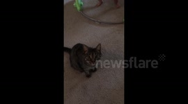 'Jealous' cat attacks camera