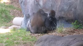 Silverback Gives a Friend The Finger