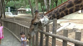 Young children feeding giraffes