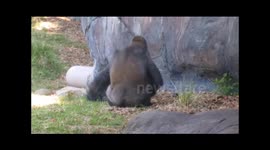 Silverback sticks middle finger up at another