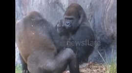Silverback gives friend the middle finger