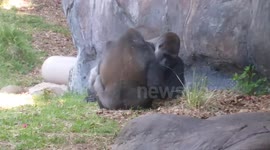 Silverback Gorilla Gives a Friend the Finger!
