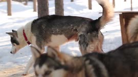 Husky