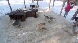 husky puppies playing in a cage