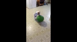 Puppy practices basketball dribbling