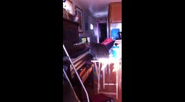 TJ the Cat's Piano Solo