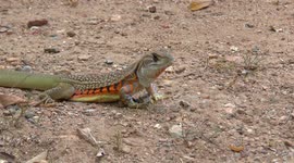 Butterfly lizards hunting,with sound effects