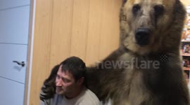 Bear does job interview over Skype