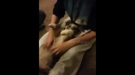 CUTE PUPPY HATES HER NECK BEING TOUCHED