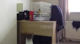 Dog jumps to grab parrot's attention